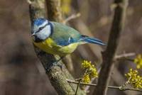 Blaumeise (Foto: Herwig Winter)