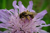 Sandbiene vorm Start (Luise  / pixelio.de)