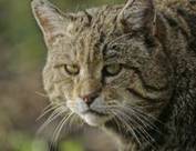 Wildkatze von Thomas Stephan, Munderkingen